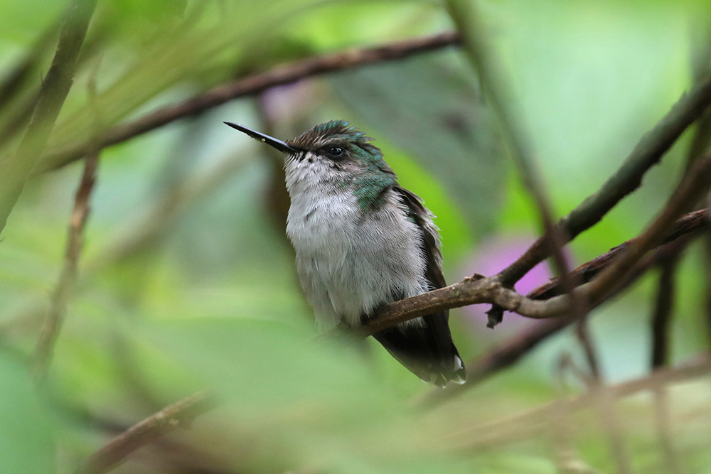 Female Snowcap